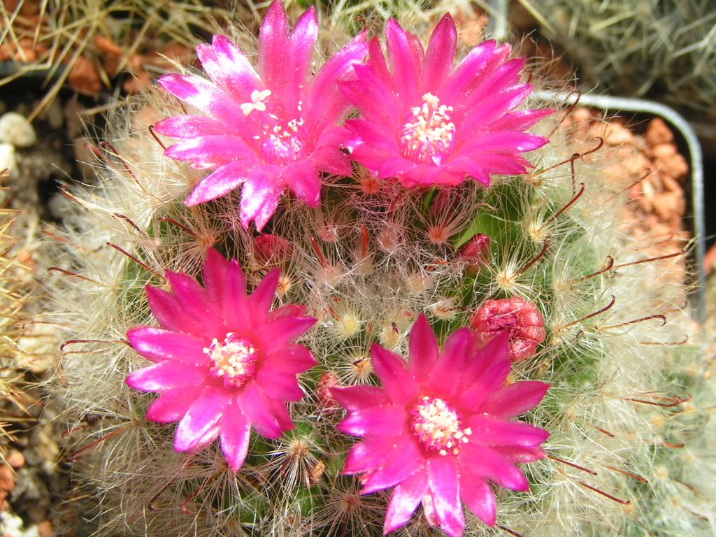 Mammillaria minichii